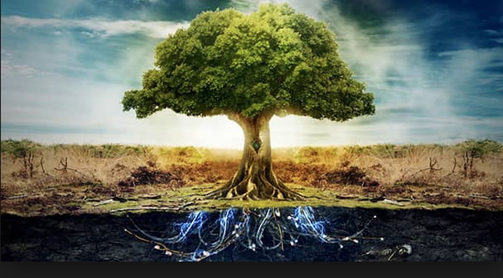 Arbol con raíces