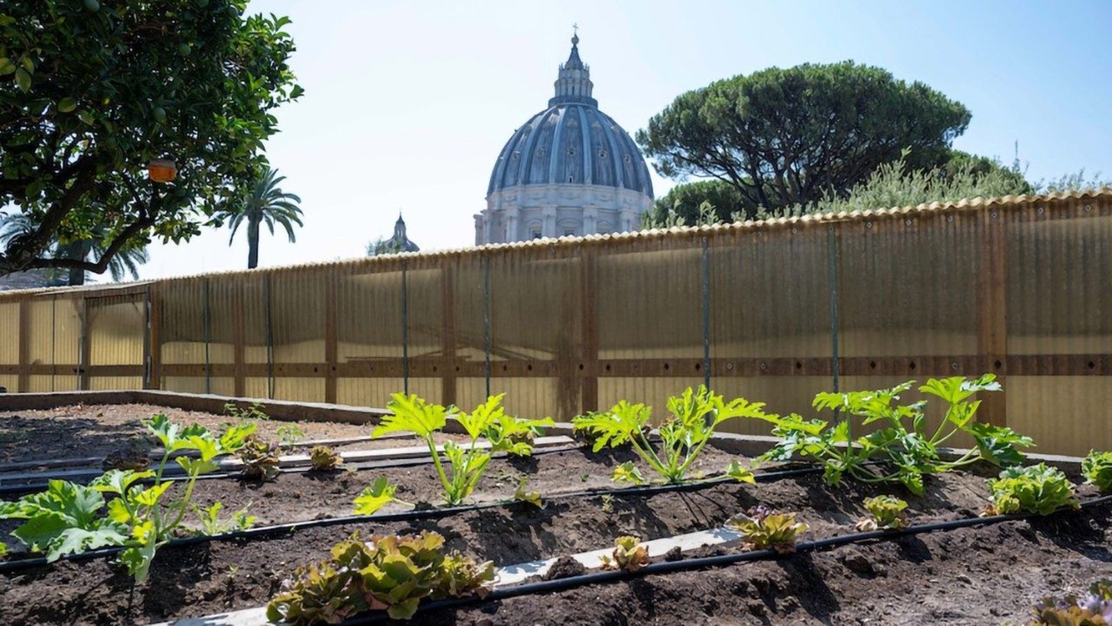 Huerto del Papa en los jardines vaticanos