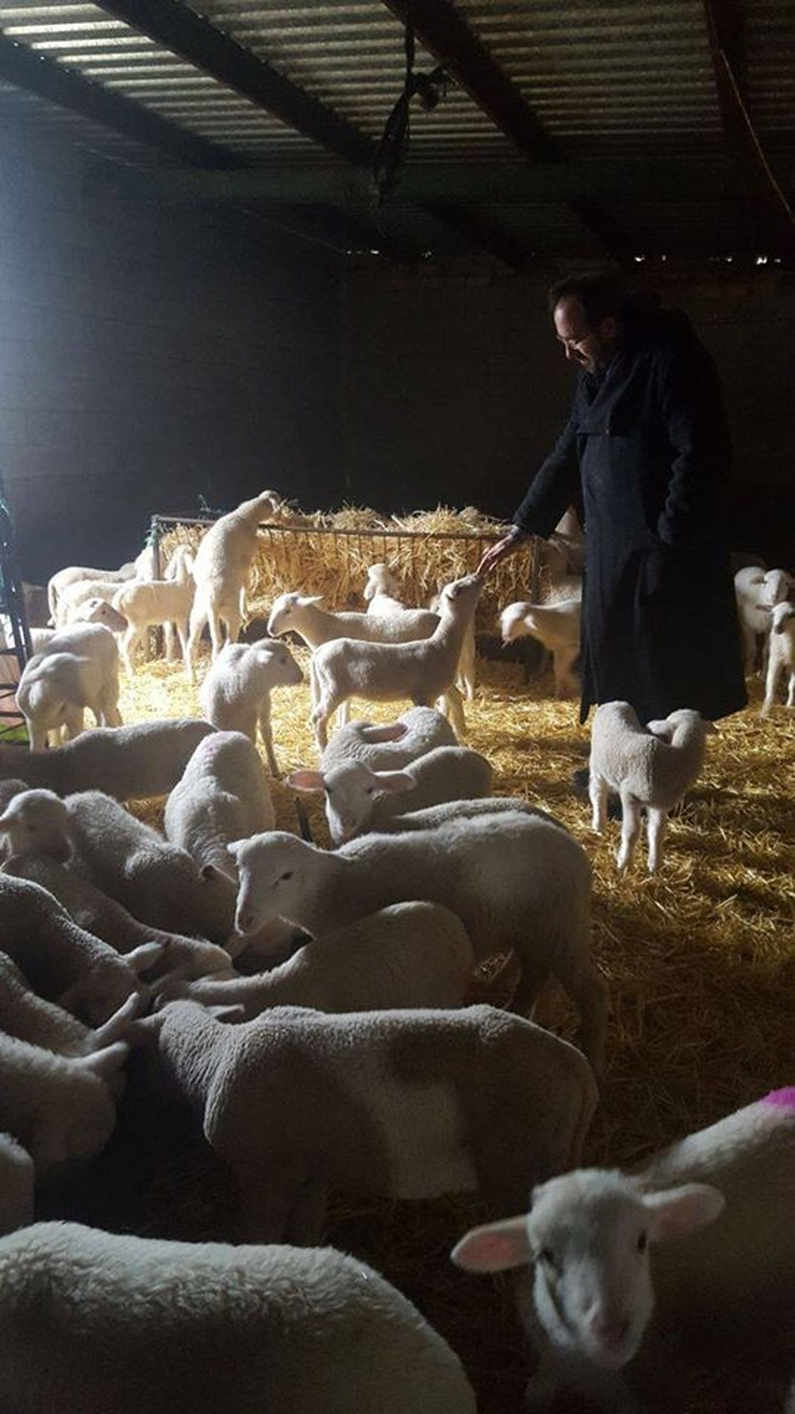 Las ovejas... y el pastor