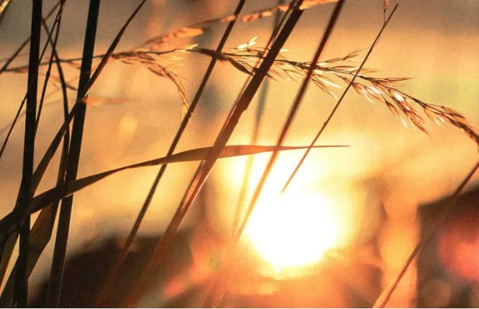 IX Domingo ordinario: Mc 2,23 - 3,6.  El día santo de la desobediencia civil y de la liberación