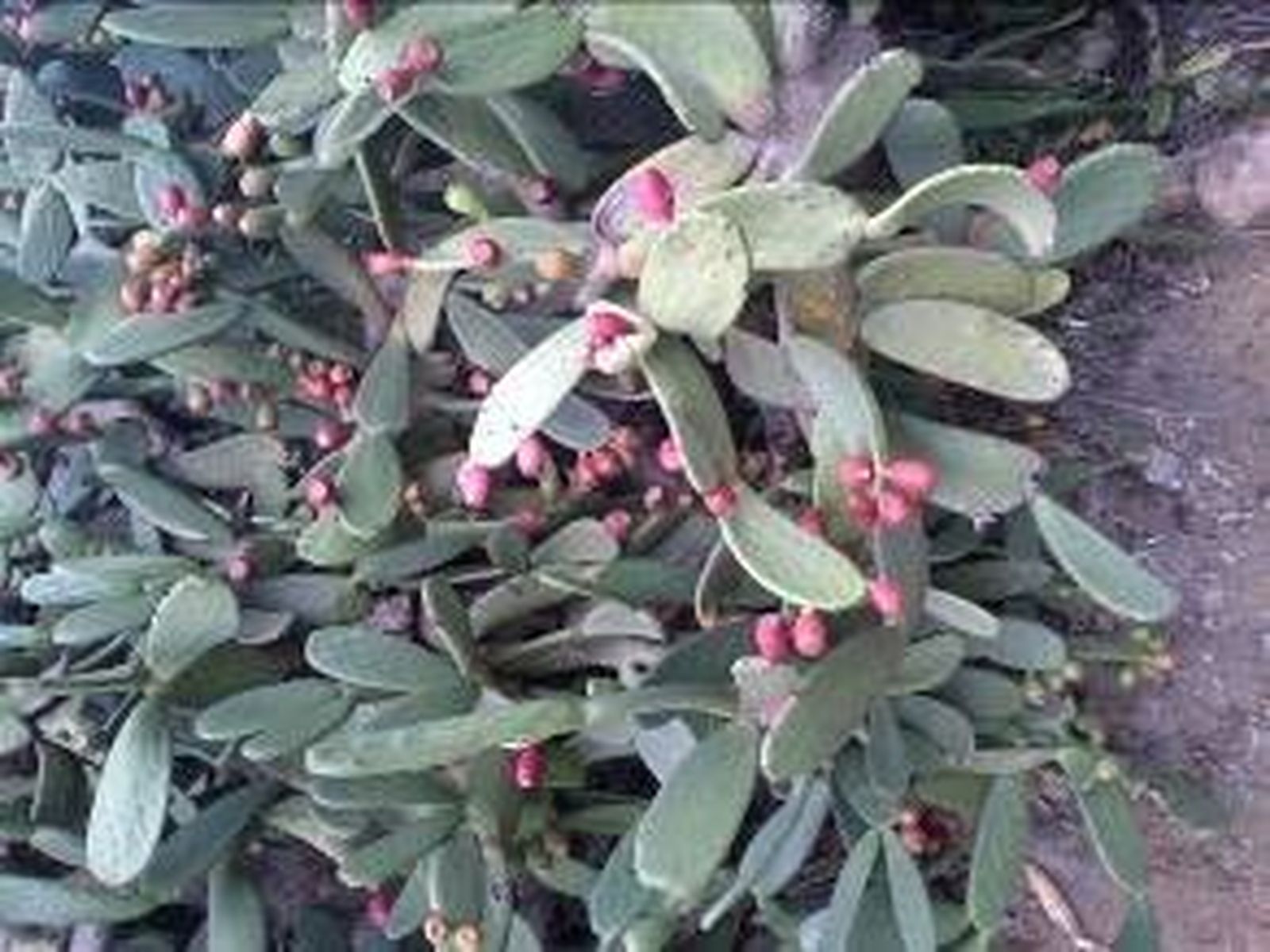 III Viernes de Adviento