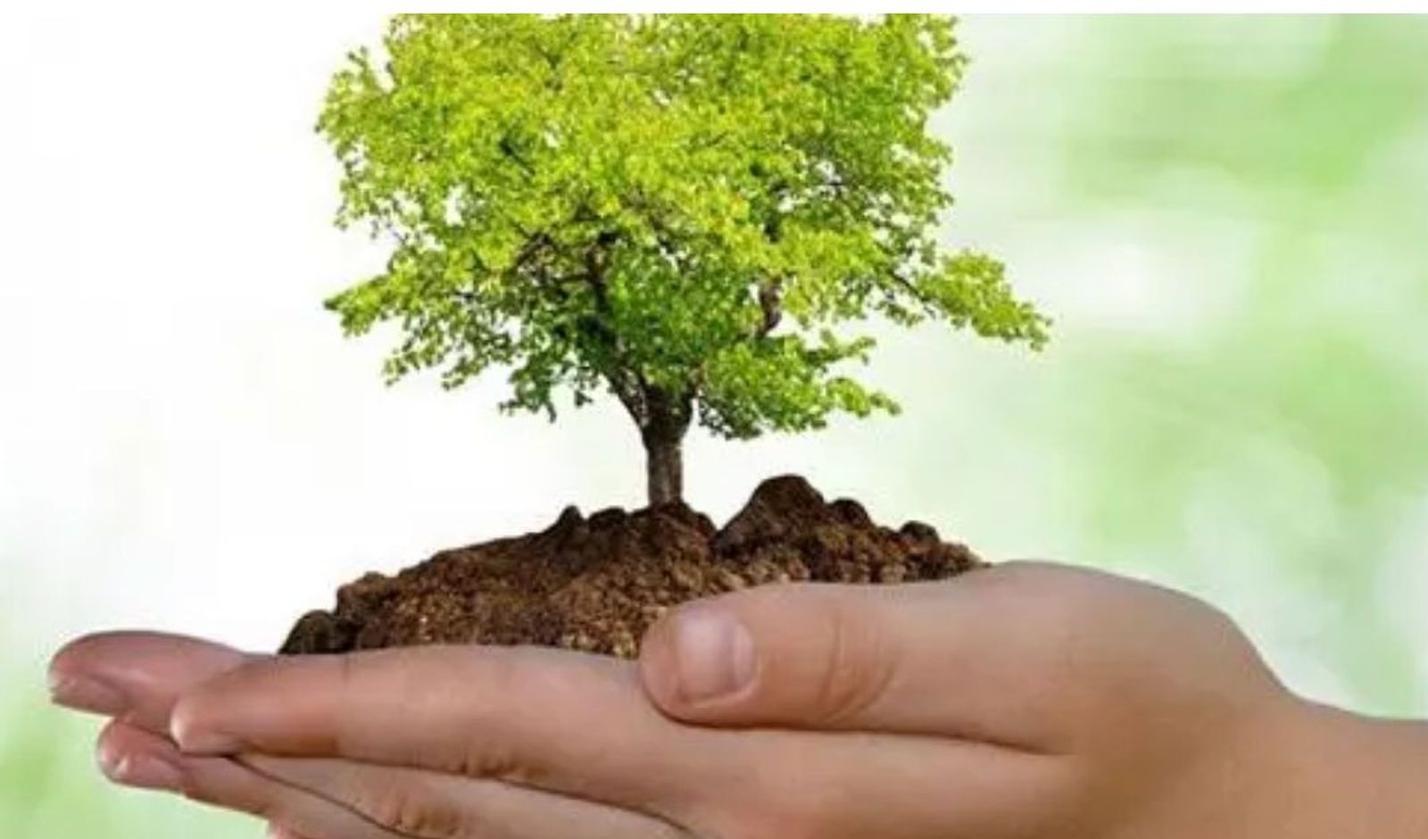 El cuidado de la Casa Común