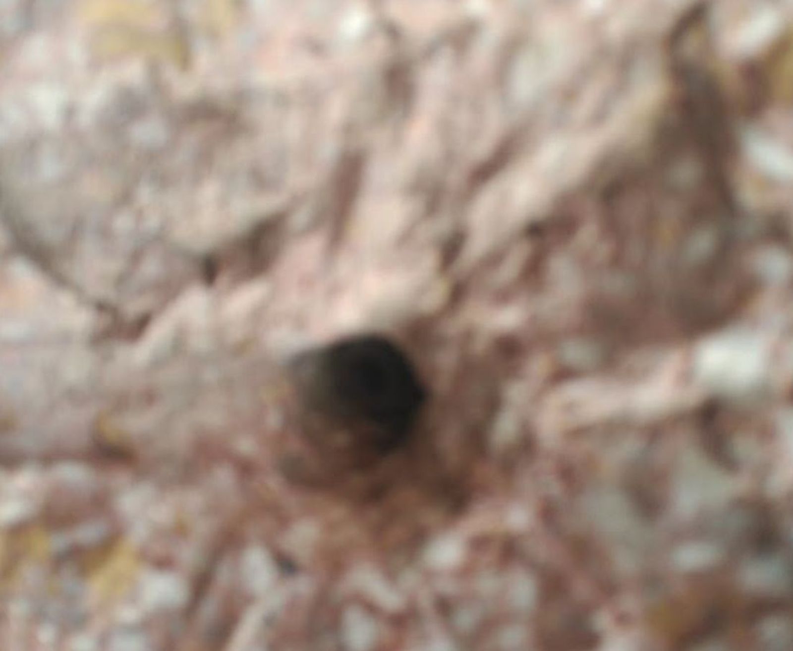 Disparo en una mezquita ahmadí