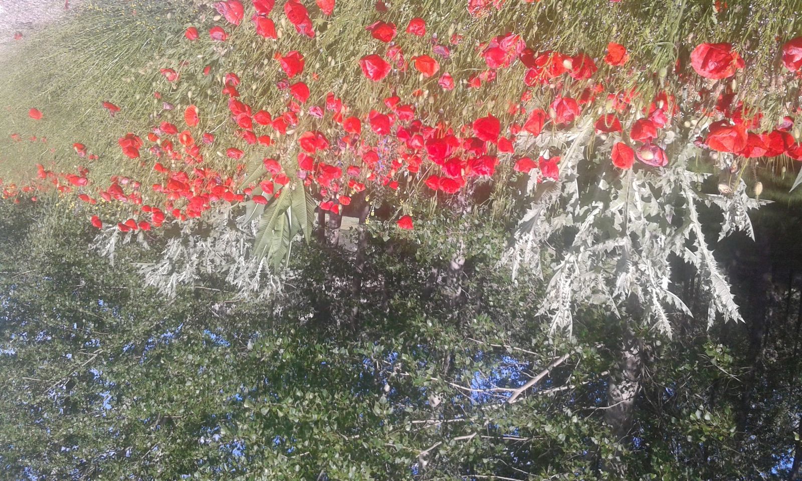 23 de febrero: VII Domingo del Tiempo Ordinario