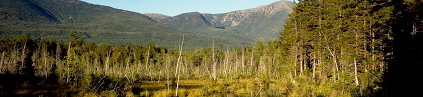 bach-moyer-coral-bwv601