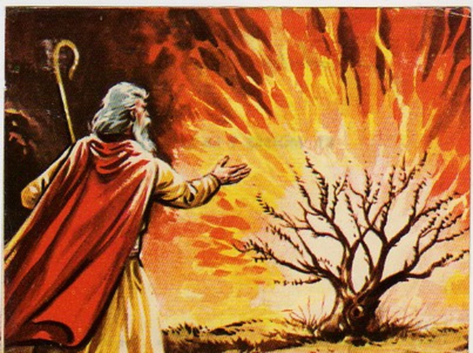 Zarza ardiente