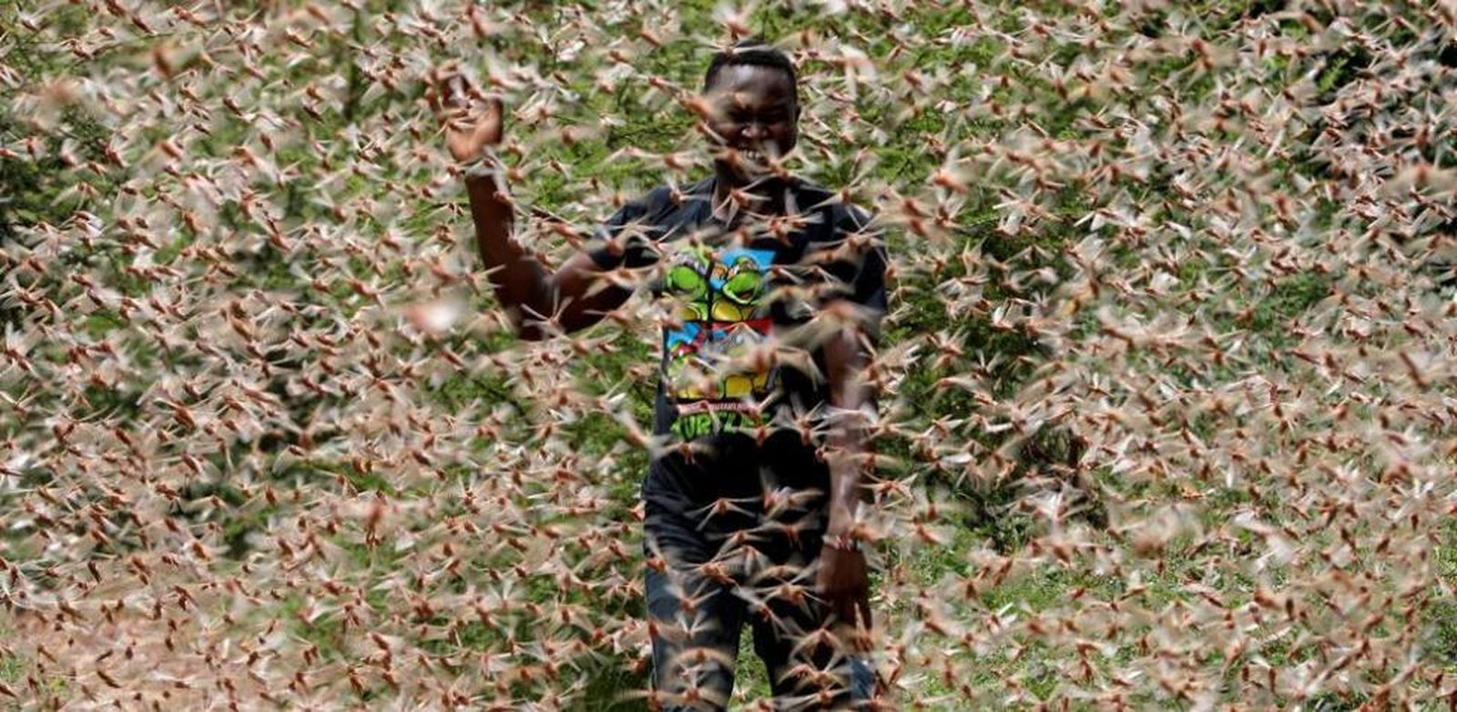 Plaga de langostas. Kenia