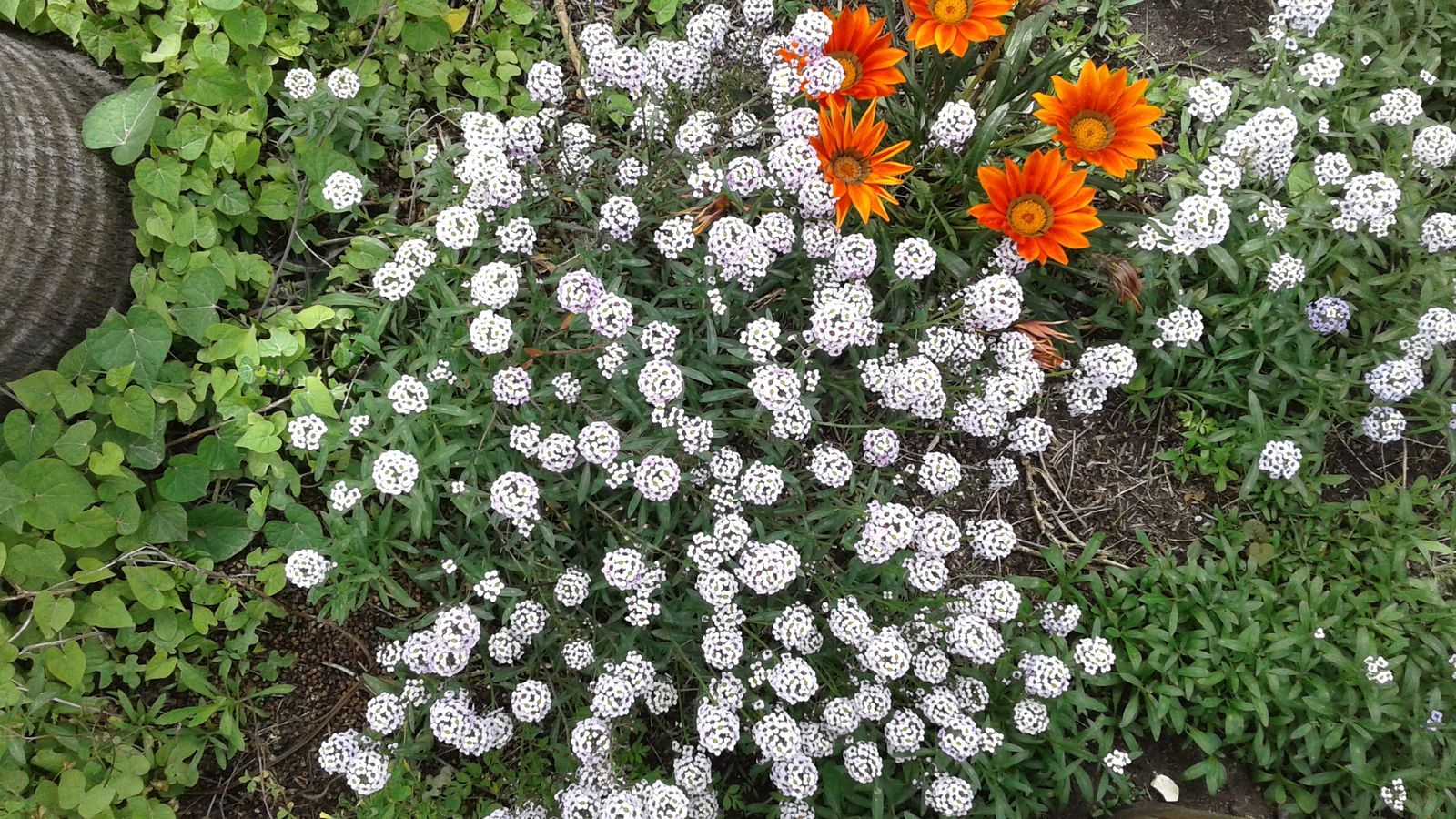 Un nuevo año para trabajar por nuestros sueños sociales