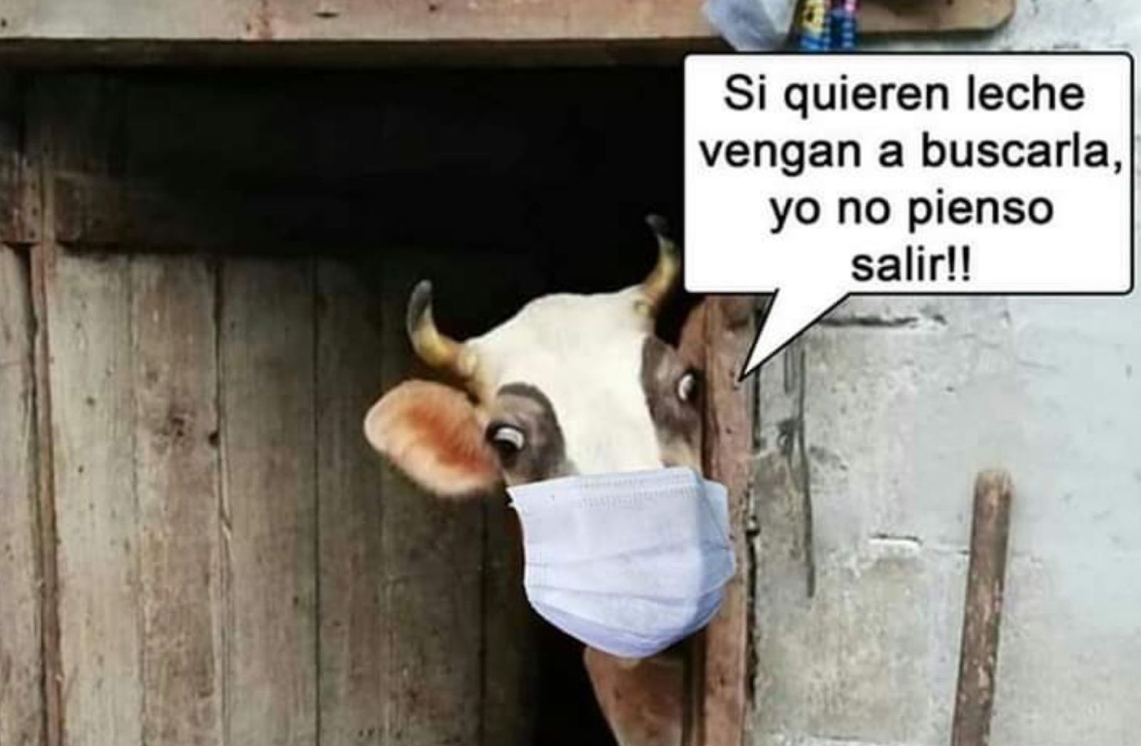 La vaca, ¡ni loca!