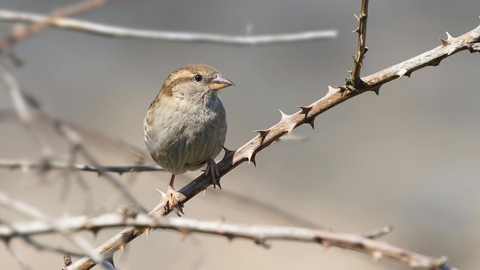 Pájaro entre espinas