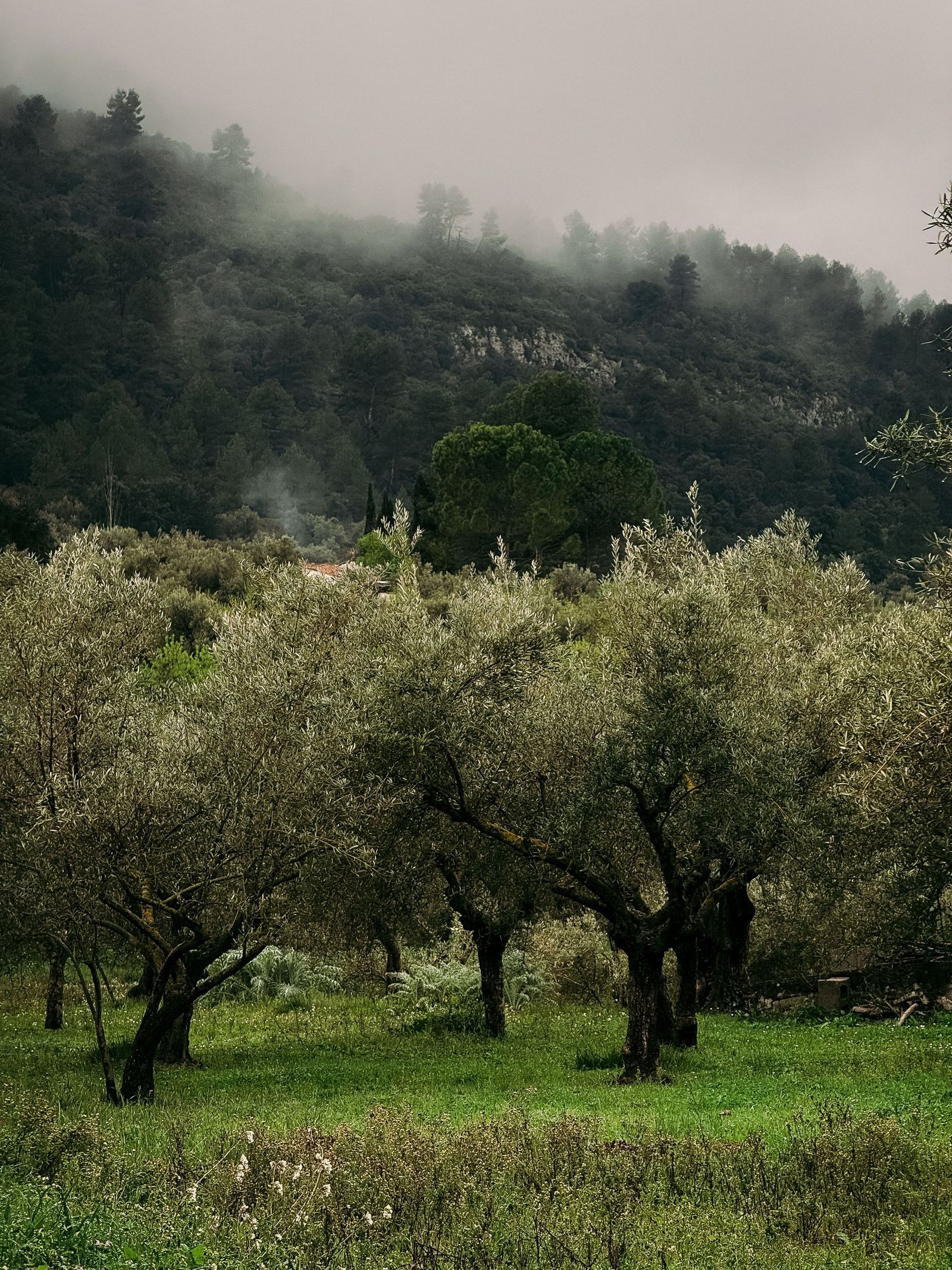 ❤️ « Charlas bajo el Olivo, con San Francisco de Asís»  (I) sobre las inquietudes y retos del hombre y la mujer del S.XXI «  (I)