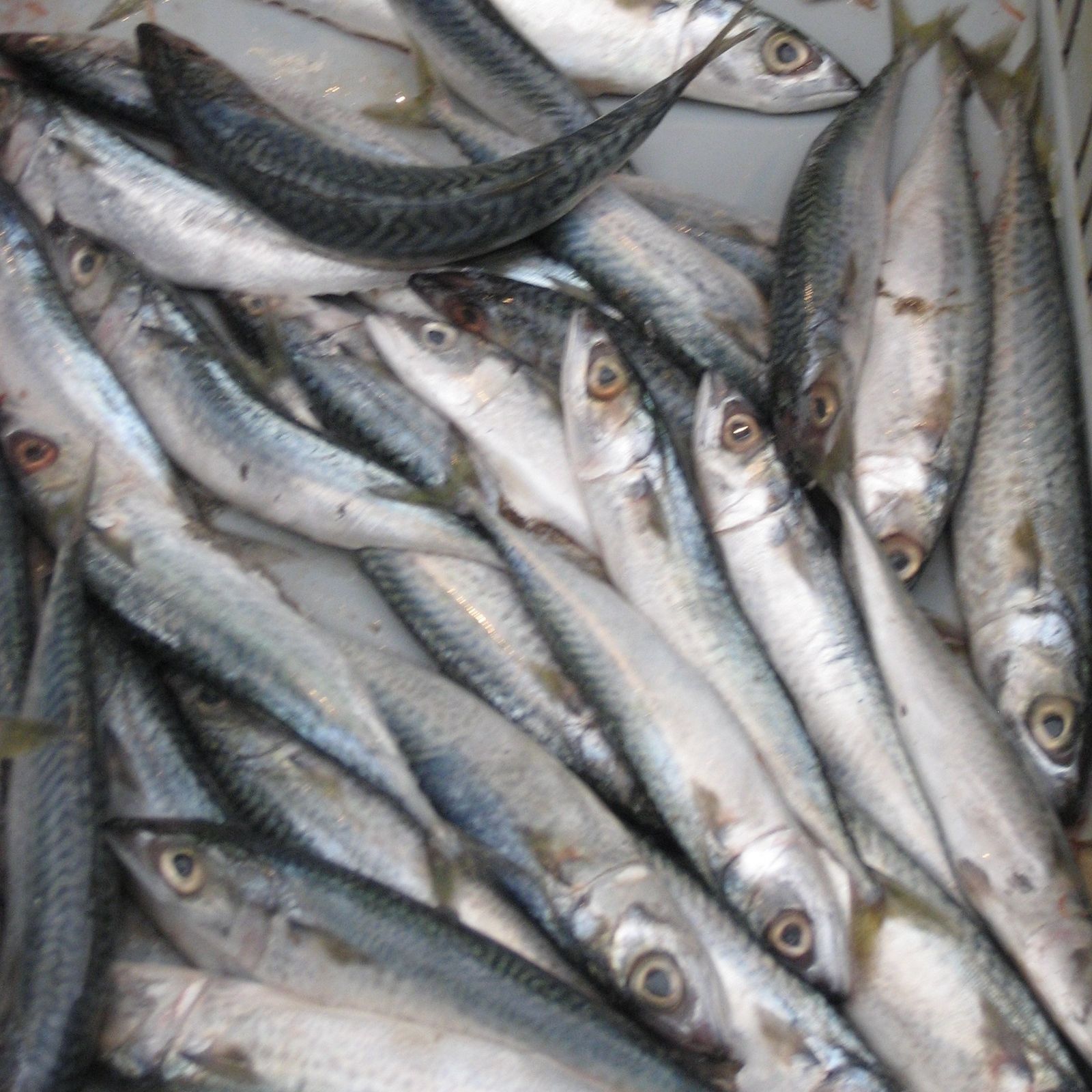 O2 Semana del Cenáculo