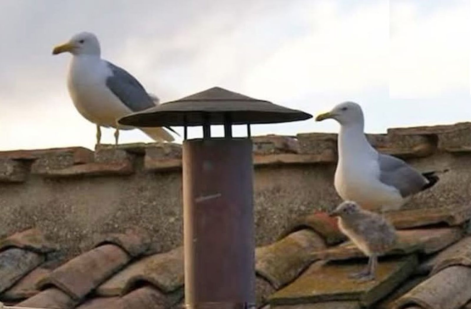 gaviotas en la chimenea de la Sixtina