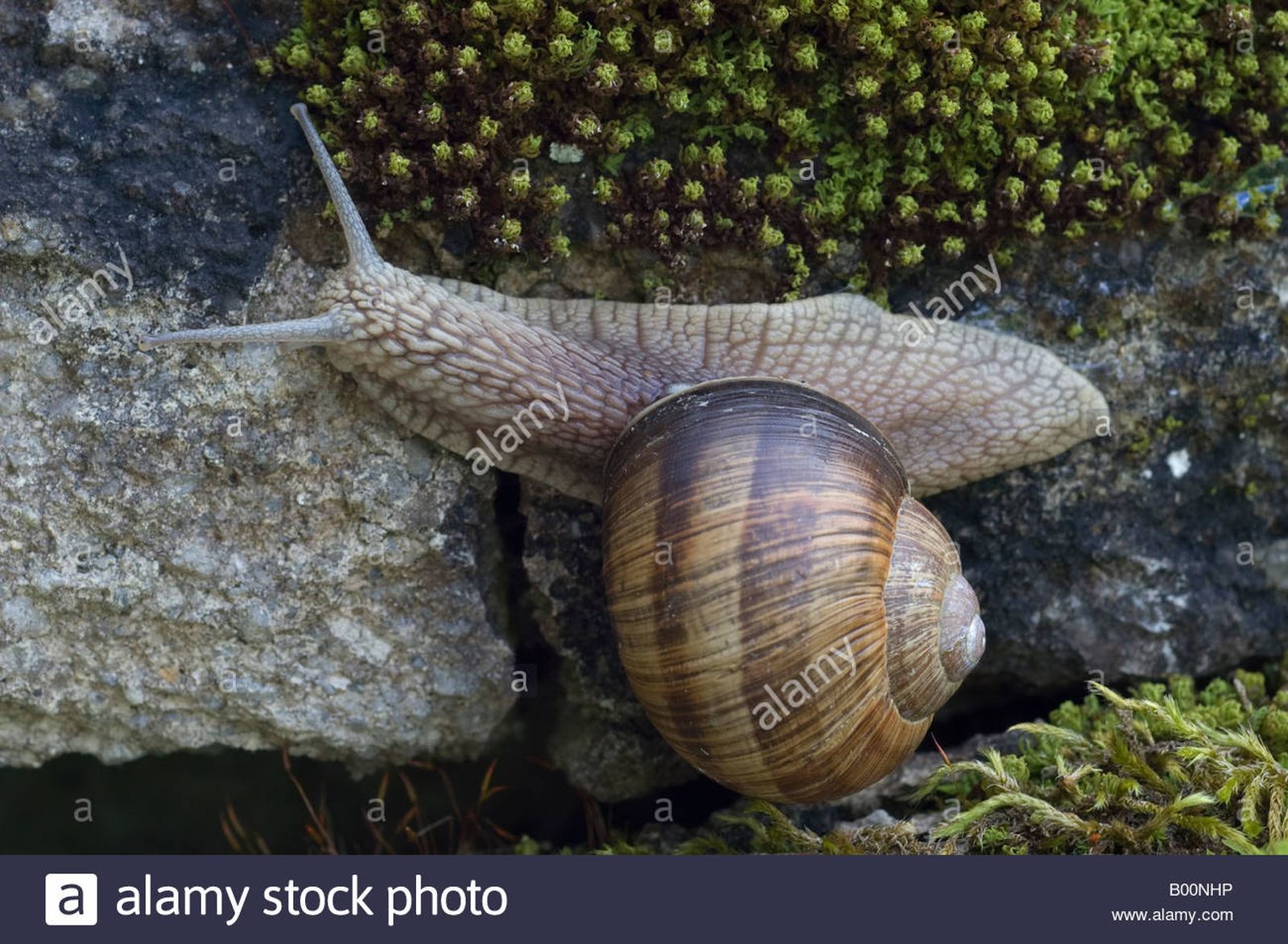 peso-pesado-de-caracol-b00nhp