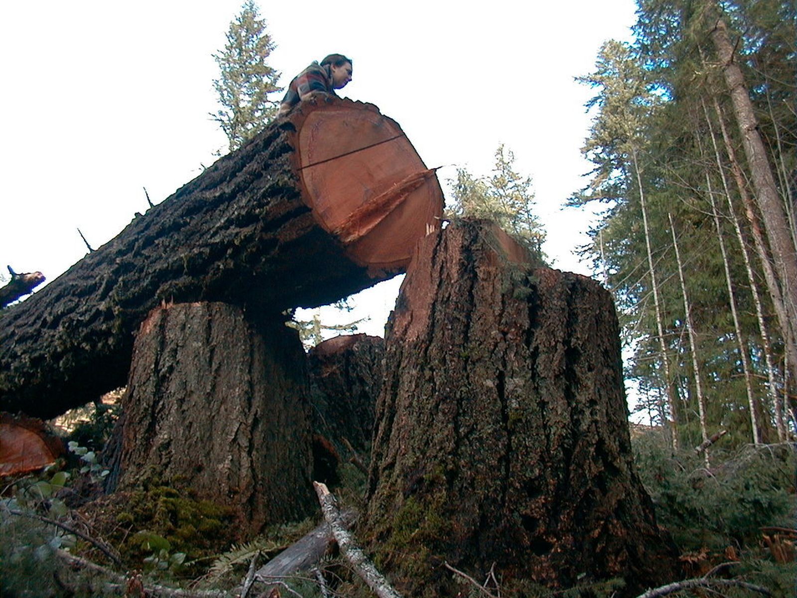 Corte de la selva tropical costera en el bosque de Coquille, Oregón.