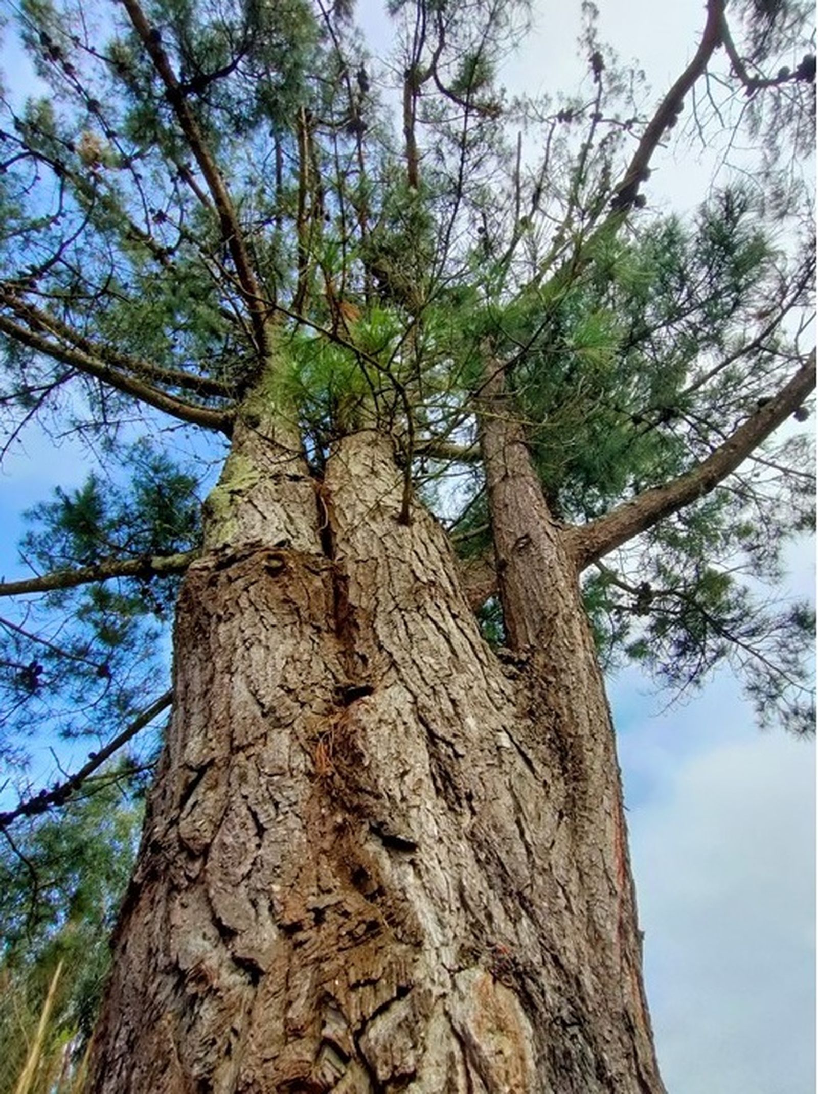 árbol Vida