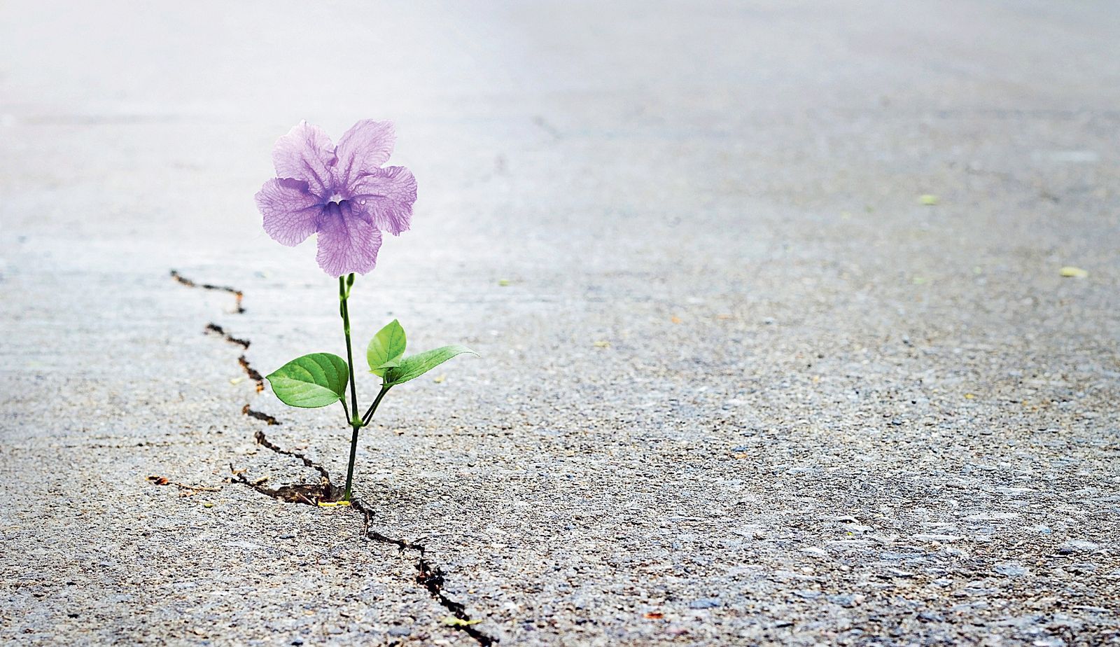 "Hemos de fortalecer la esperanza"