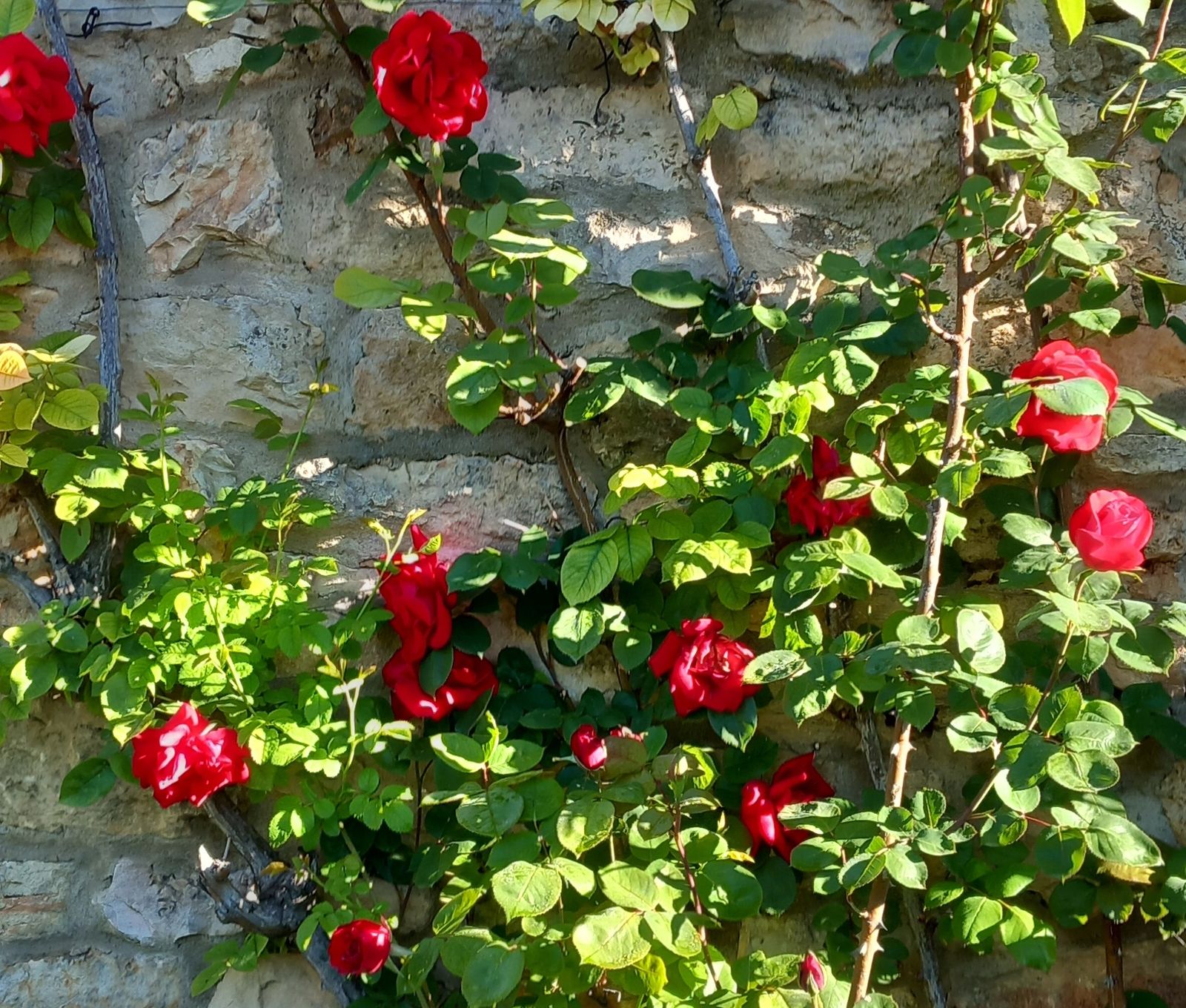 rosaledas
