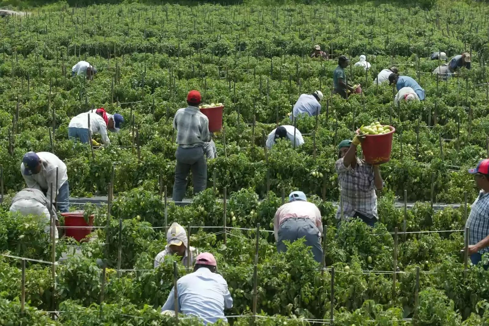 Migrantes trabajando