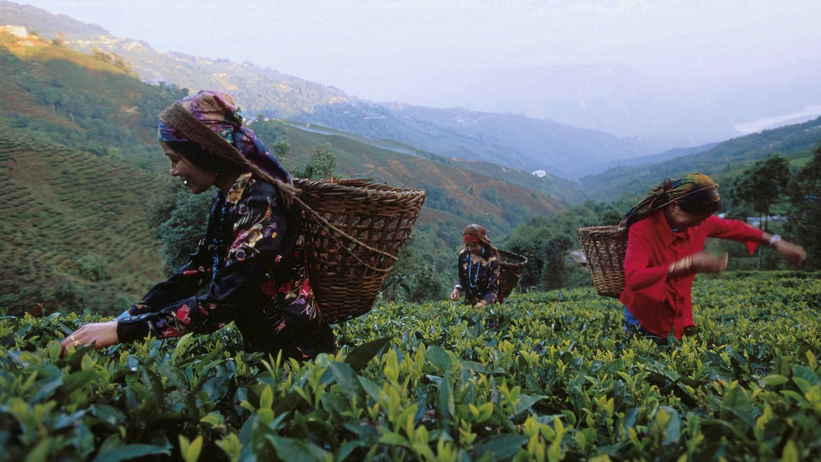 Plantación de té en Darjeeling (India)