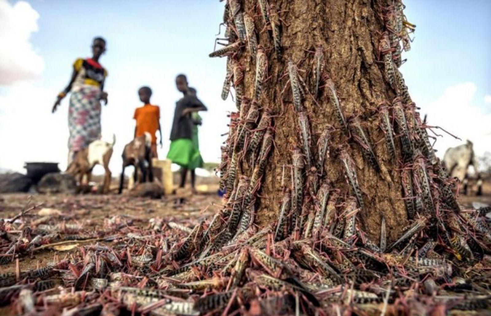 Plaga de langostas del desierto en Kenia