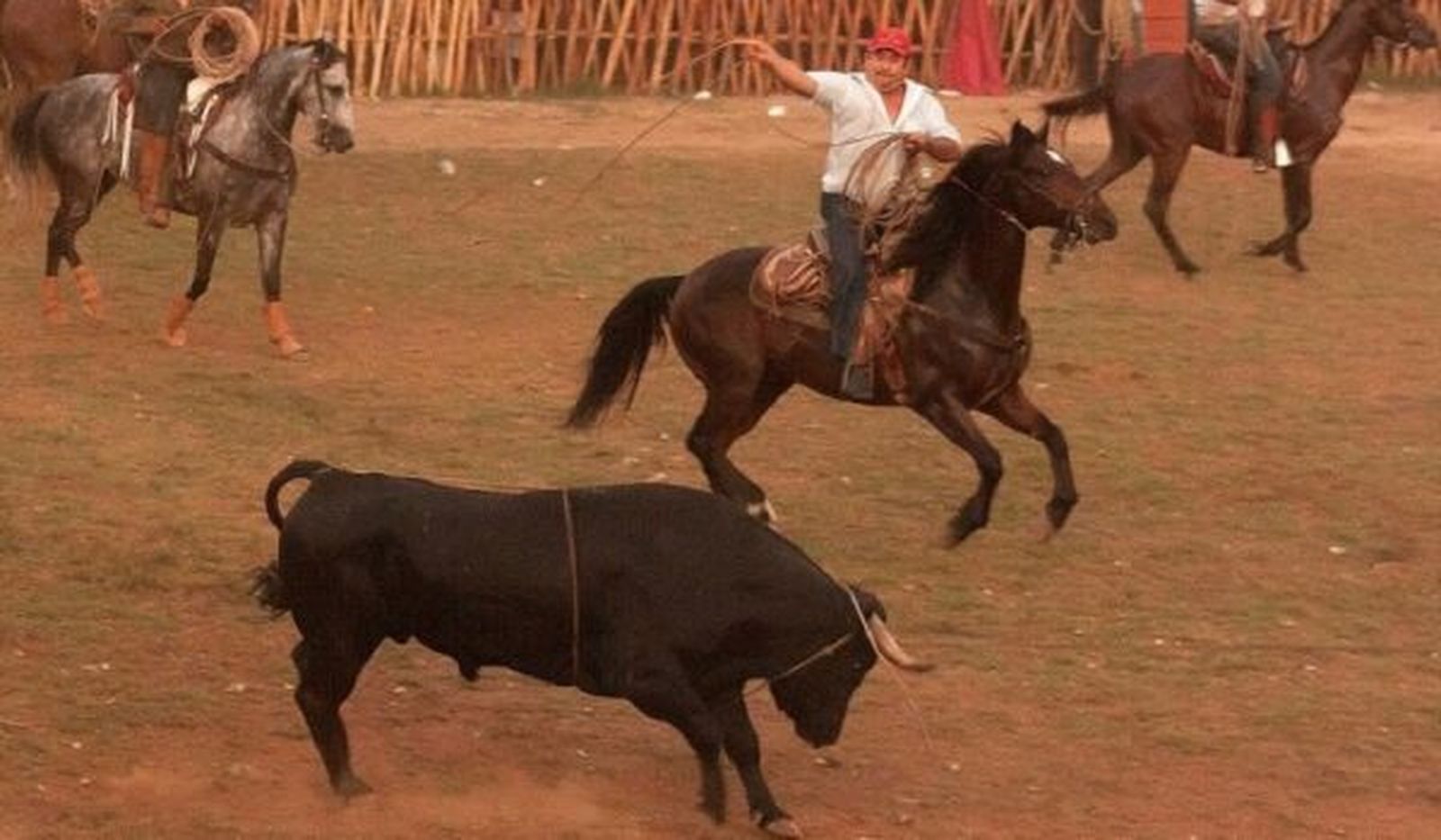 Espectáculos sangrientos denigrantes de la creación