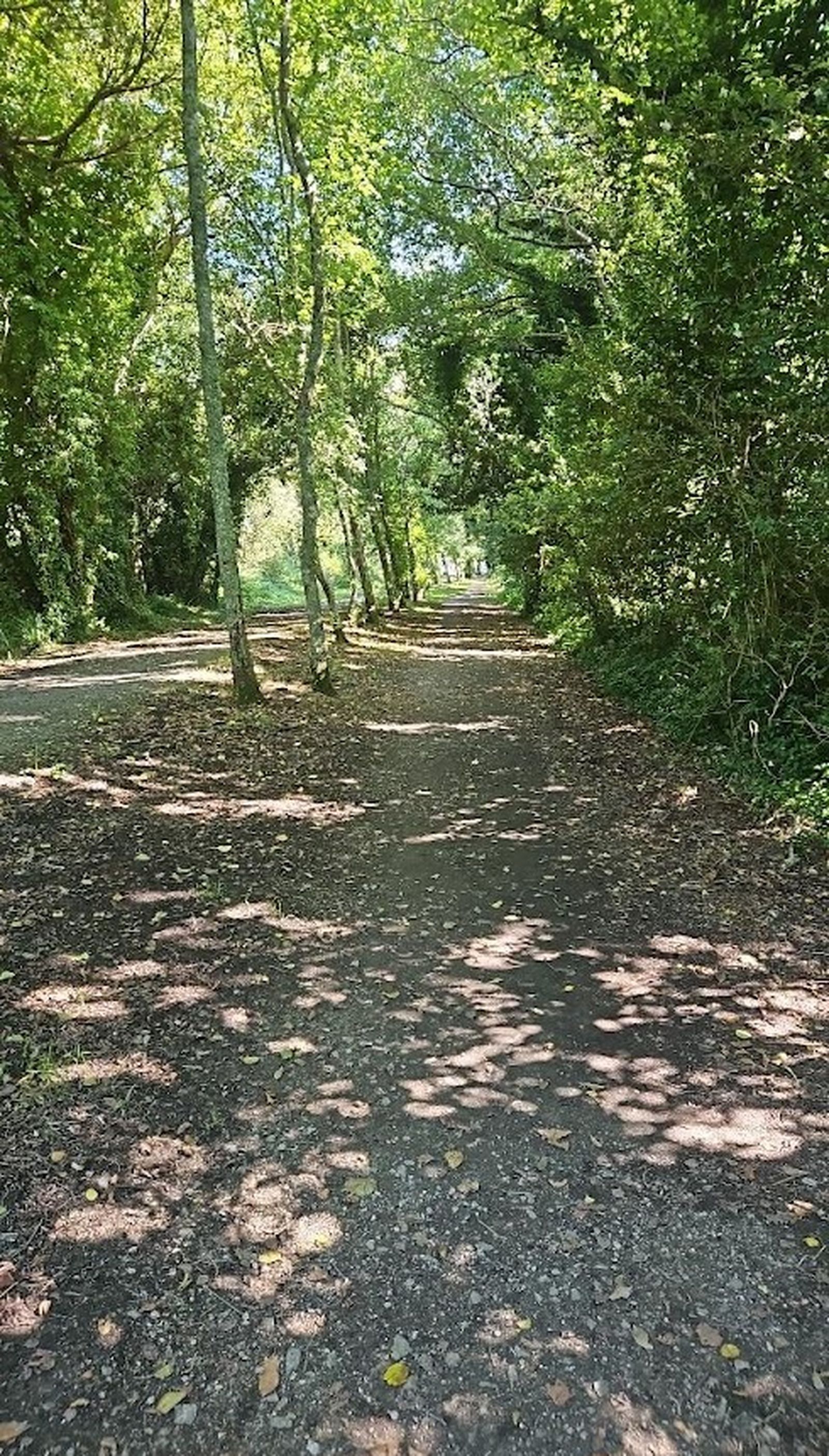 Camino