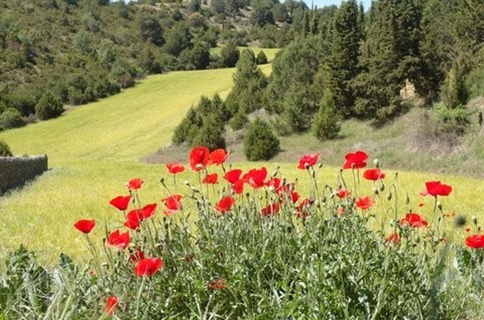 XV Domingo del Tiempo Ordinario