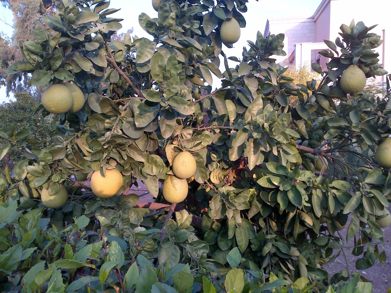 XVII Domingo del Tiempo Ordinario