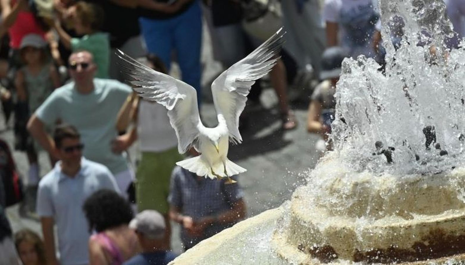 Una paloma en la plaza de San Pedro