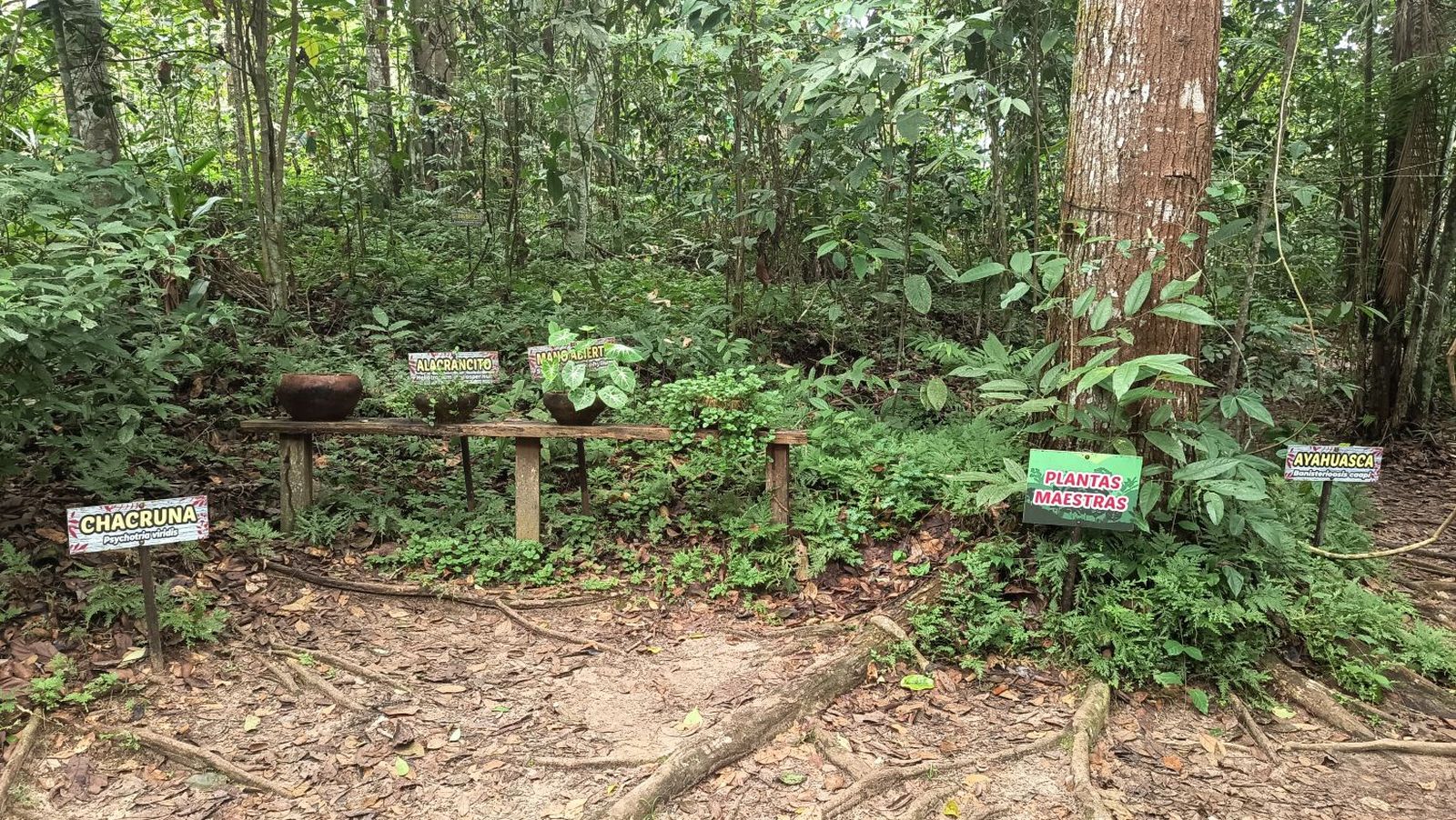 Zona de plantas maestras en el centro de rescate