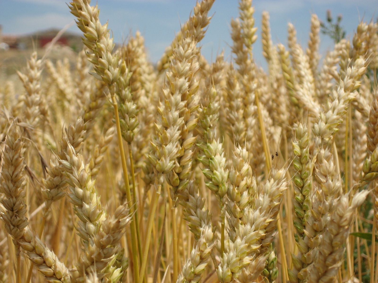 XI Domingo del Tiempo Ordinario