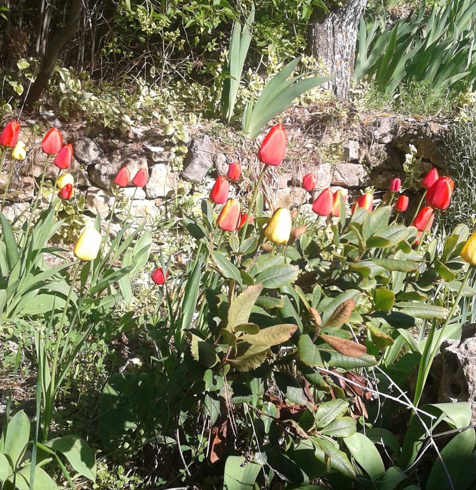 La Inmaculada Concepción