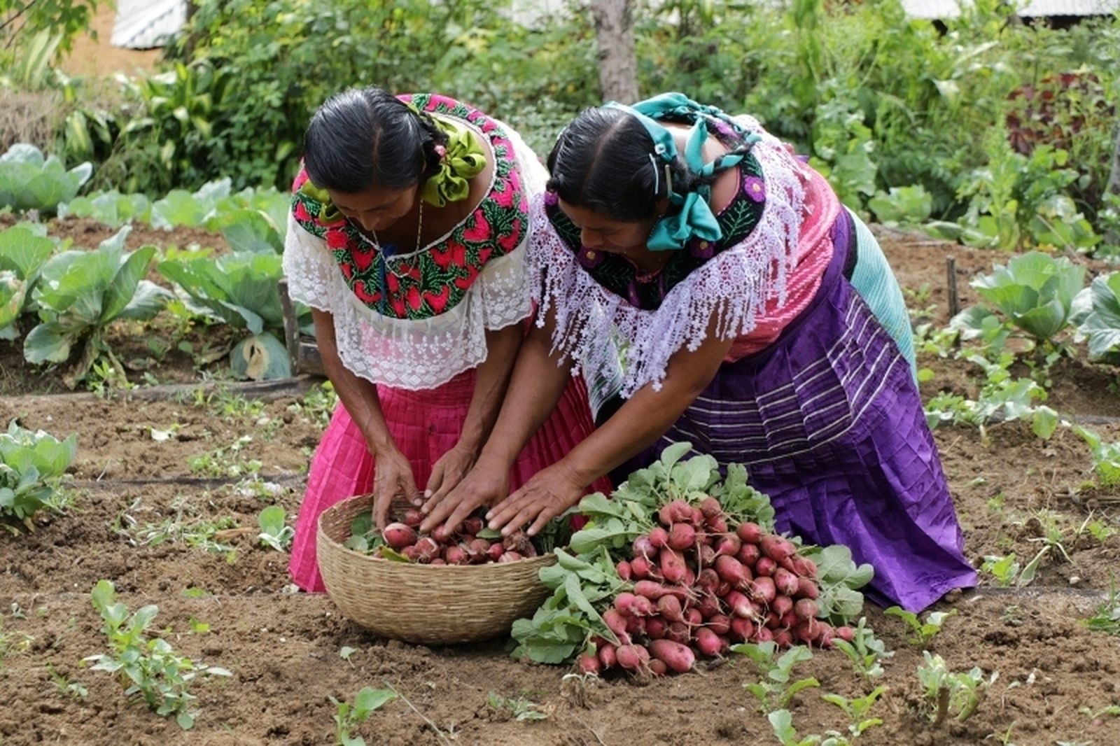 Mujeres trabajando la tierra. México