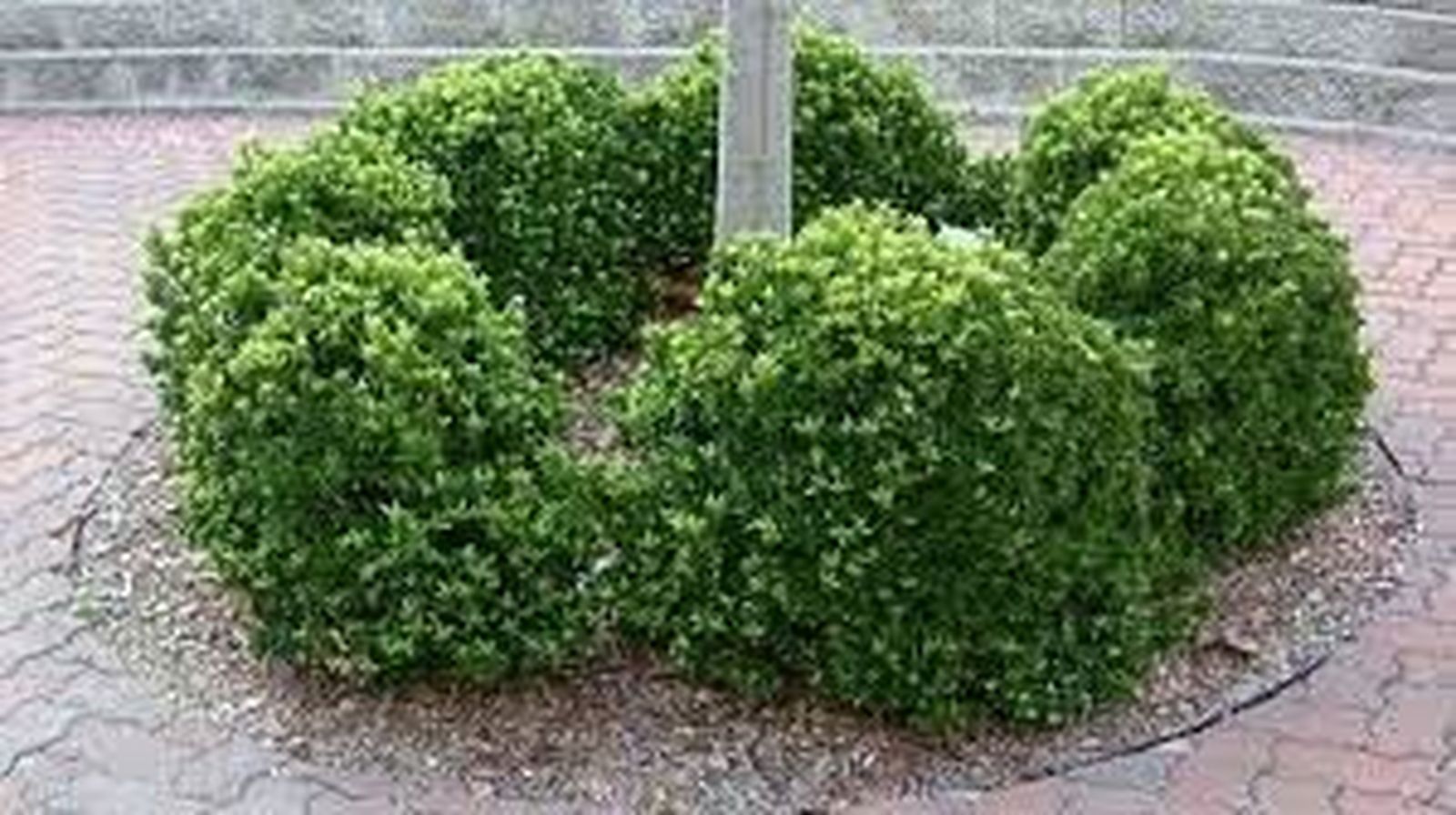 11 II Miércoles de Adviento