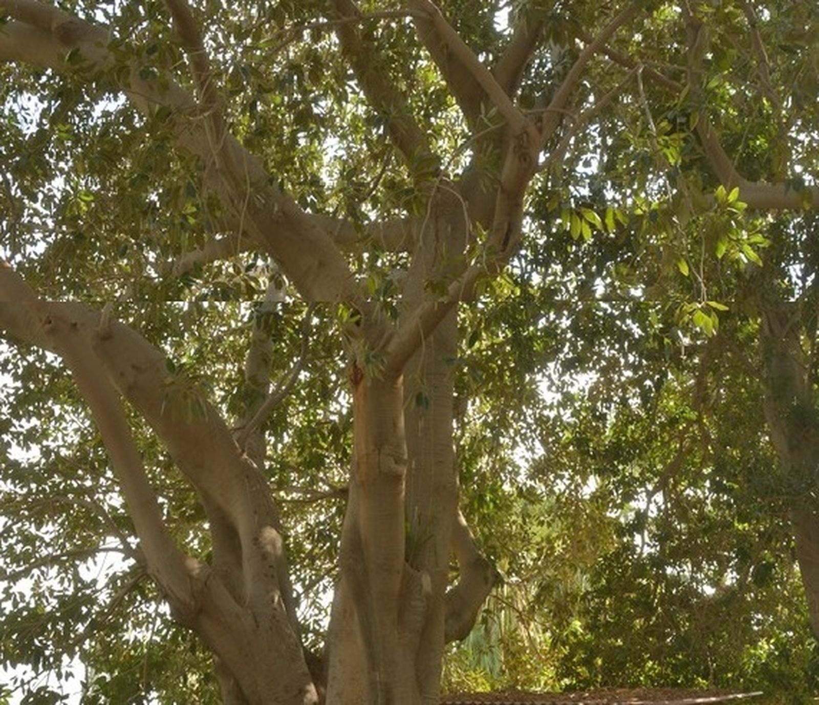 XXXIII Domingo del Tiempo Ordinario "B"