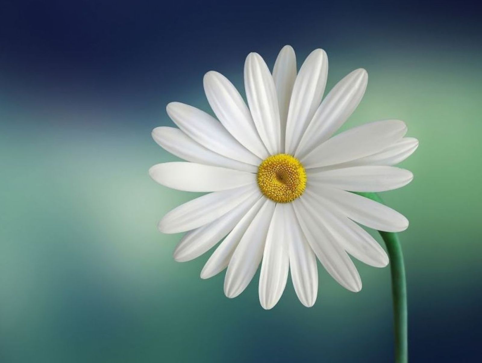 Margarita, símbolo de la humildad