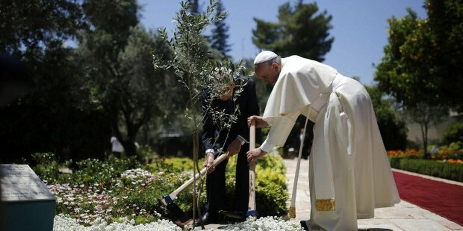 Francisco planta un olivo