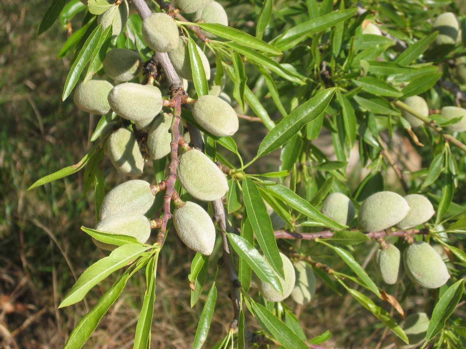 Camino de Luz: Trigésima etapa