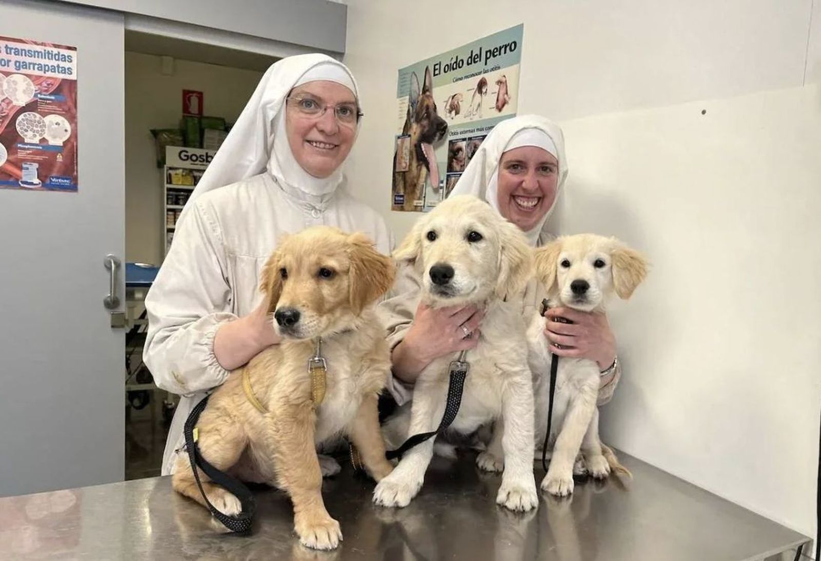 Las clarisas de Belorado, expedientadas por abrir un criadero de perros sin licencia