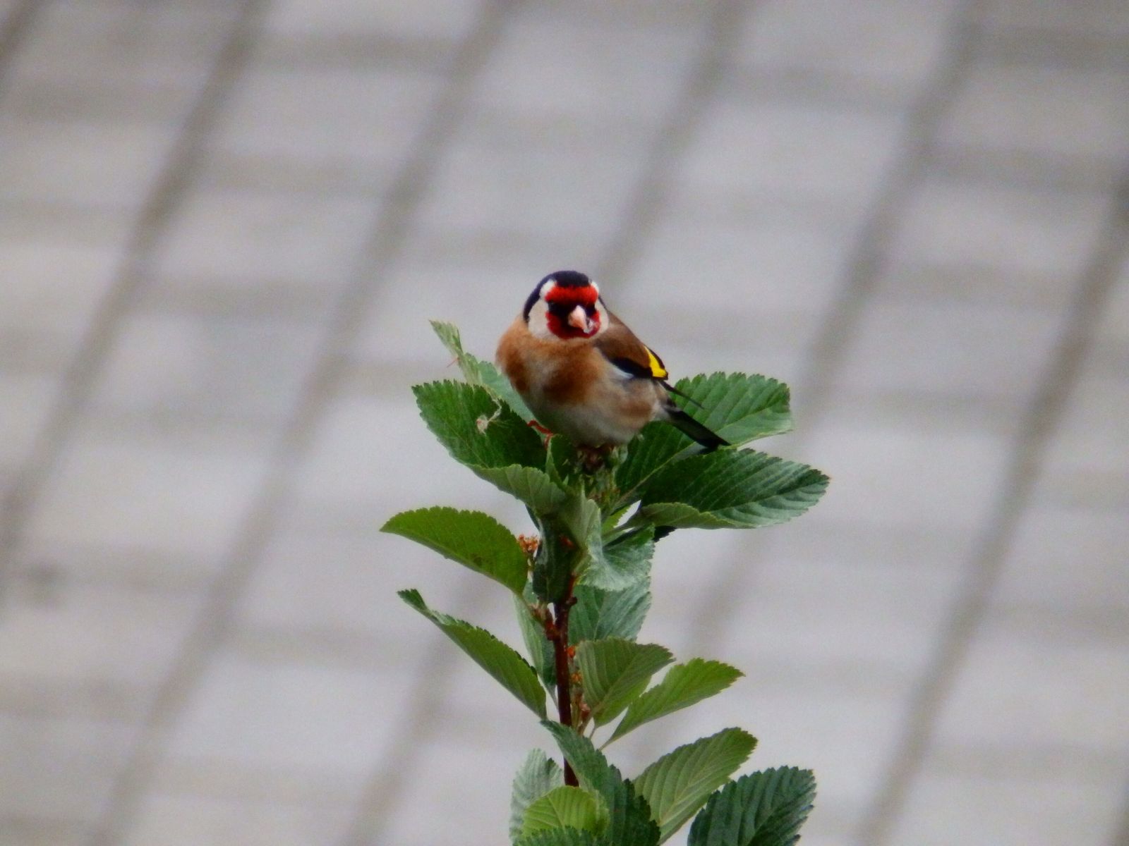 "La libertad de educación es el mejor aval para una educación en libertad"