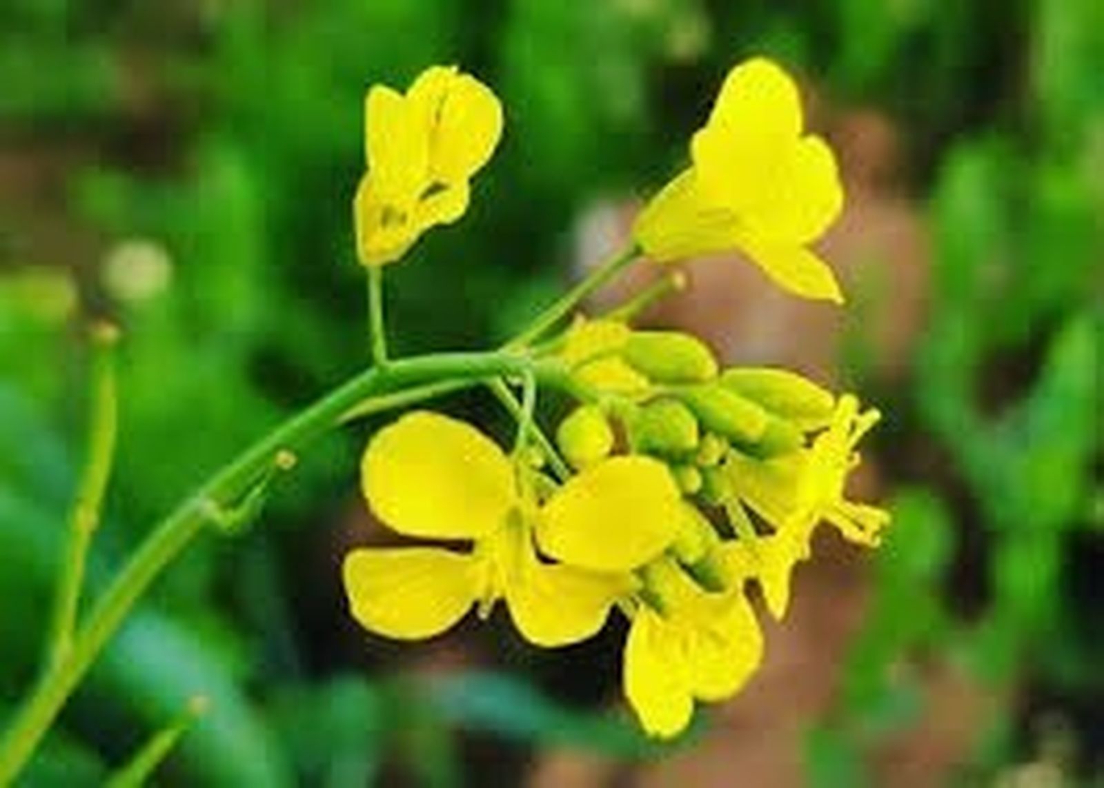 17 III Martes de Adviento