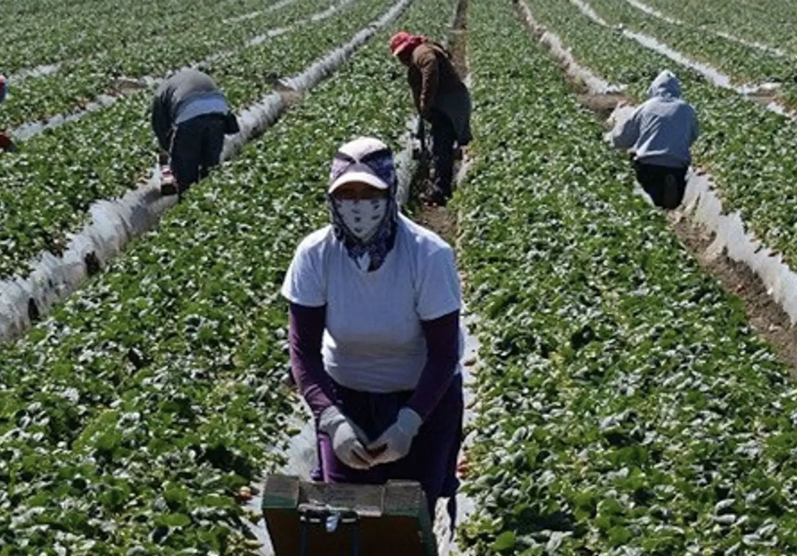 Temporeros recogiendo fresa
