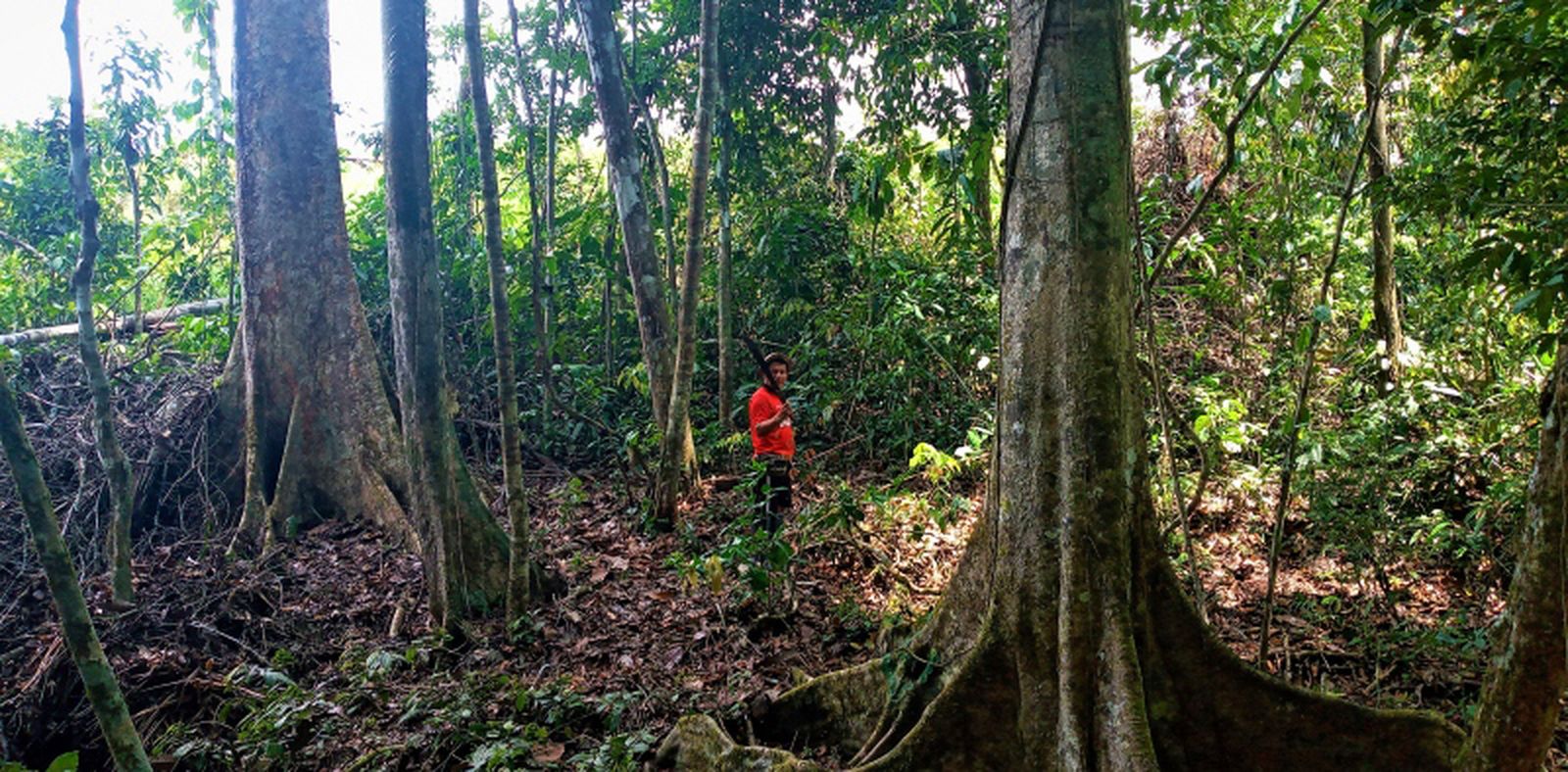 Zona boscosa donde viven los kakataibo en la Amazonia peruana
