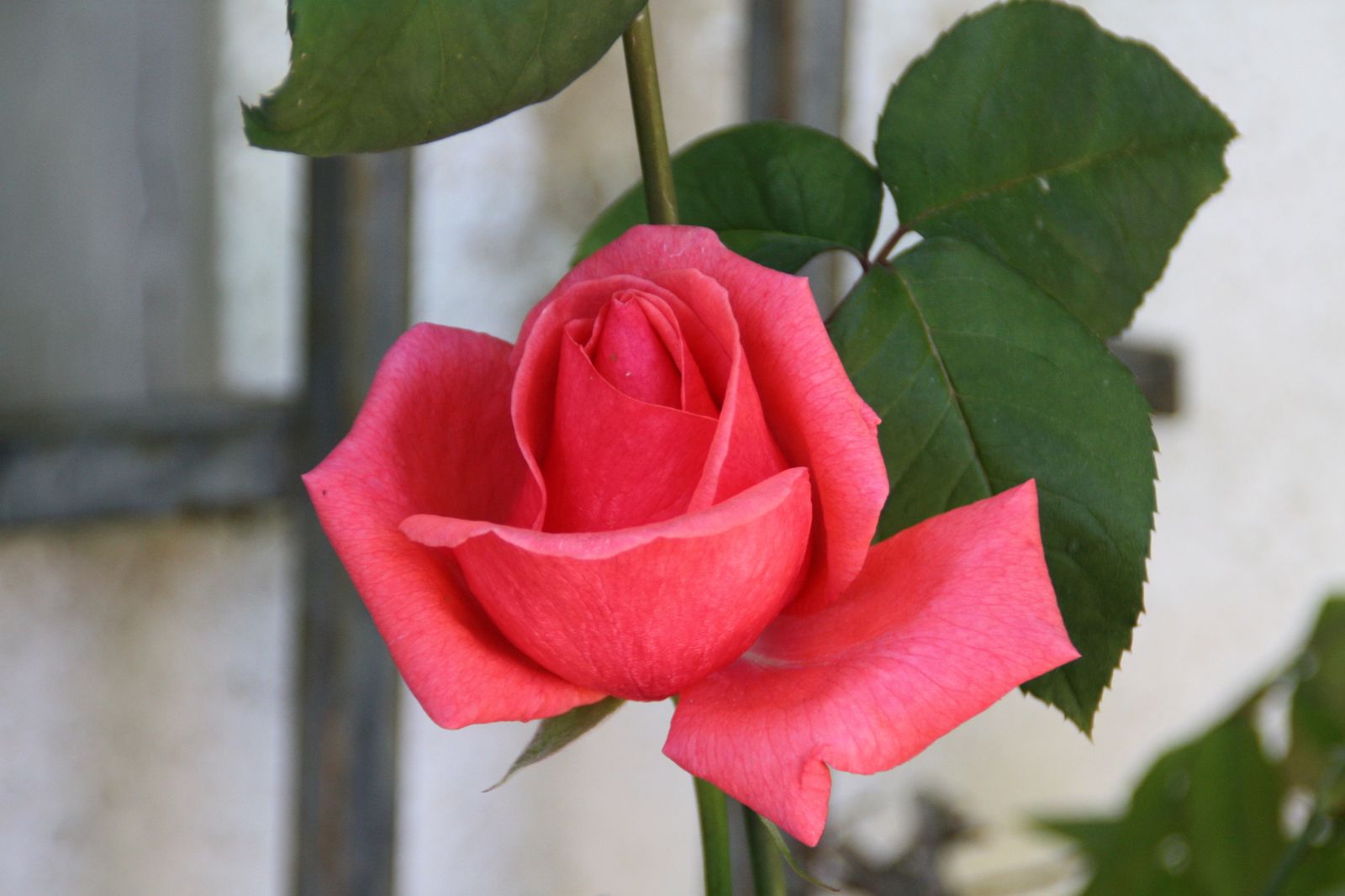 La locura de querer demostrar a Dios