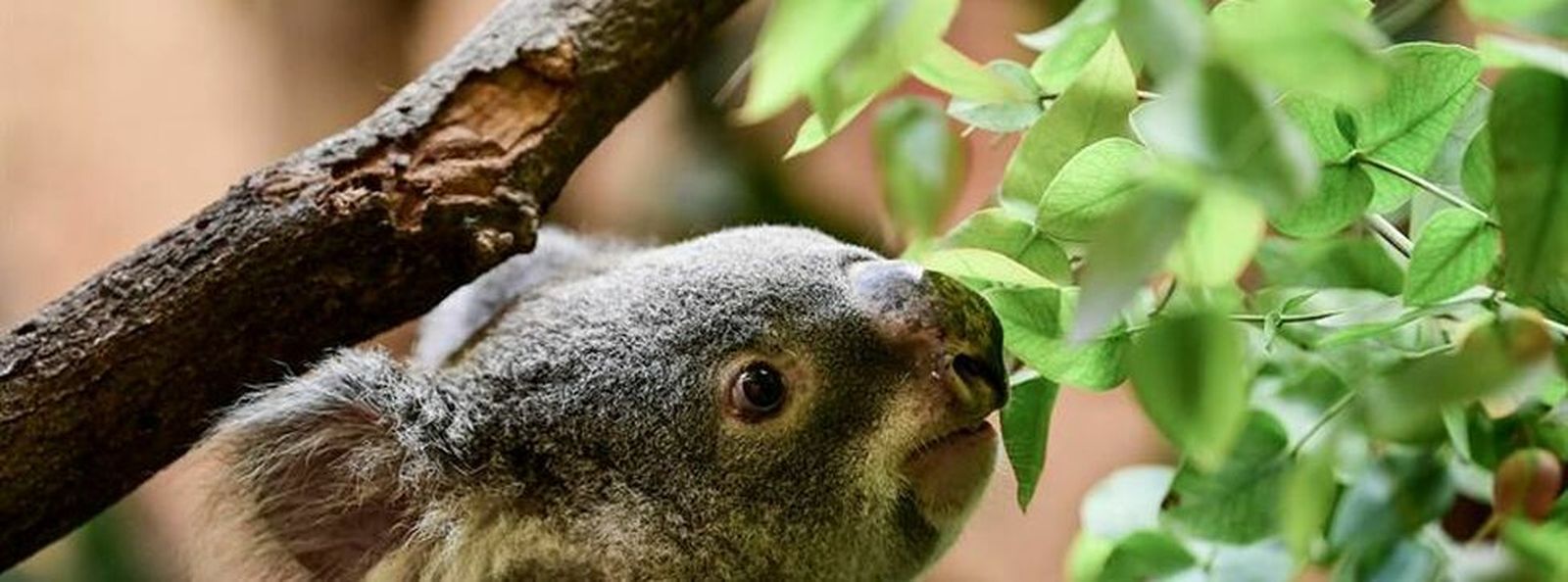 La vulnerabilidad de los koalas