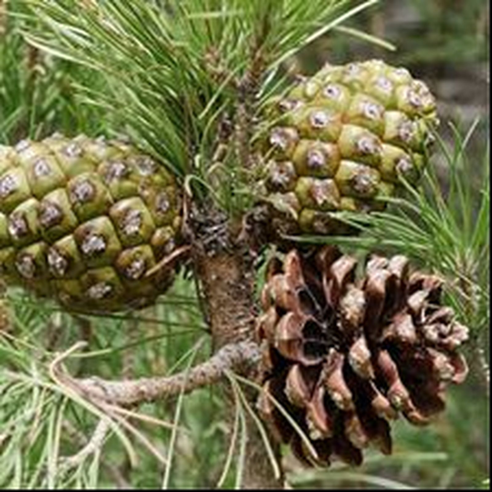 24 IV Martes de Adviento