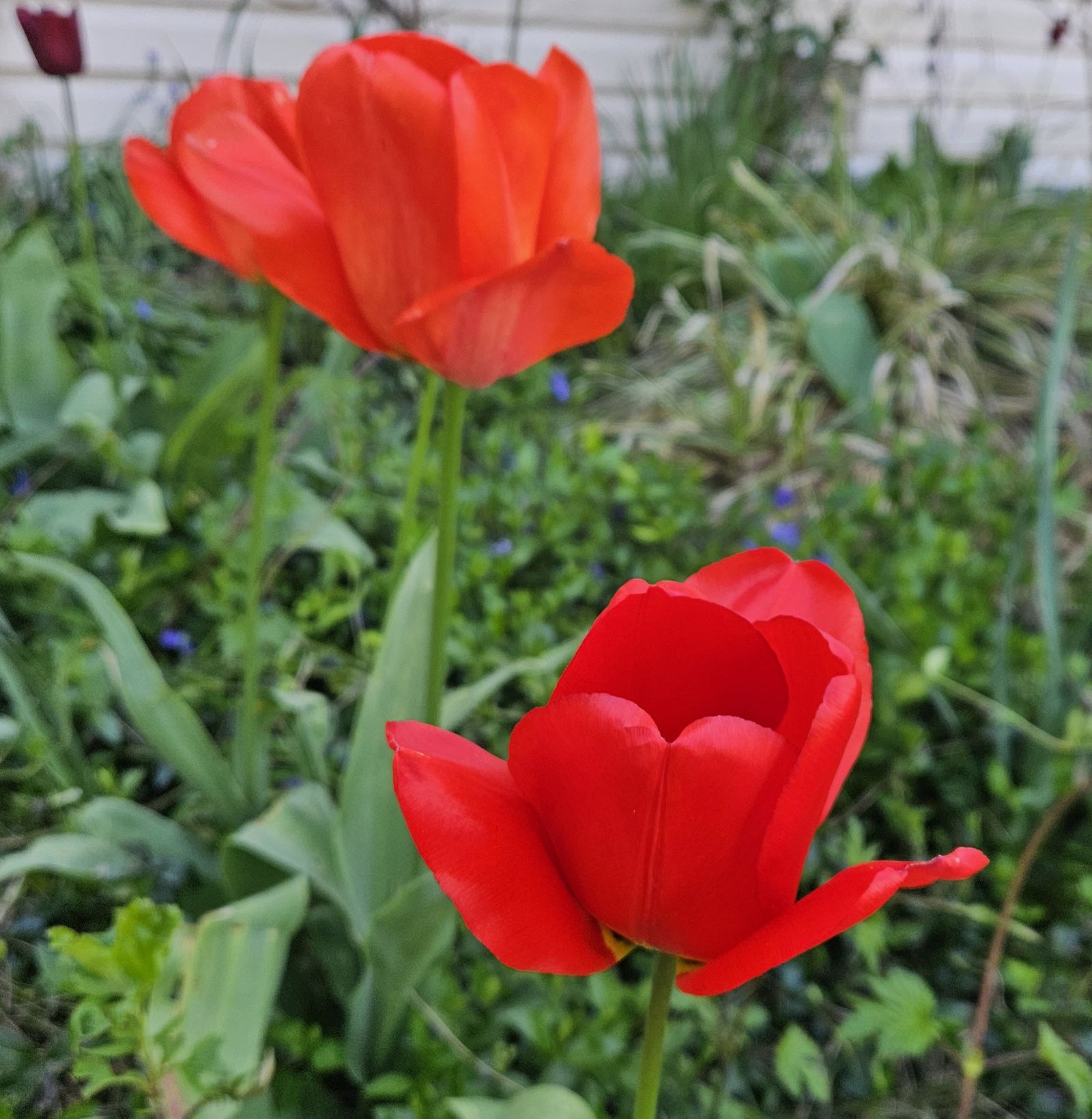 tulipanes rojos