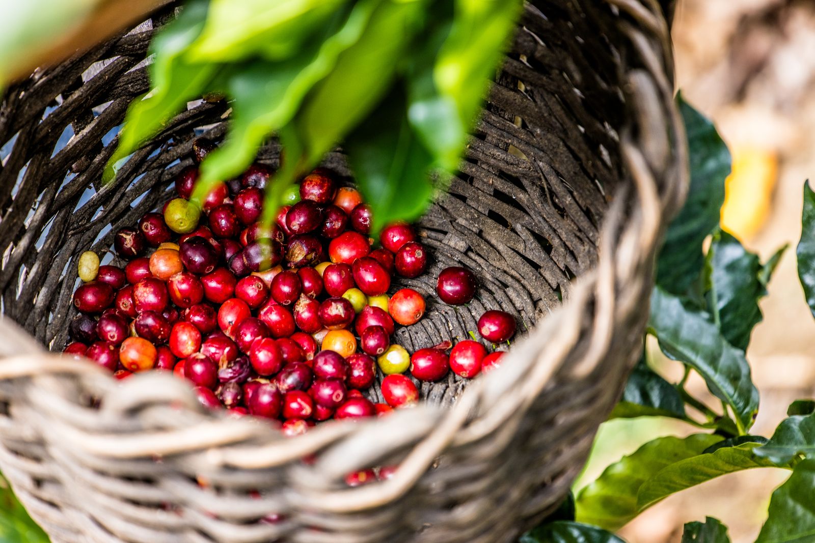 Café, clave para la inversión