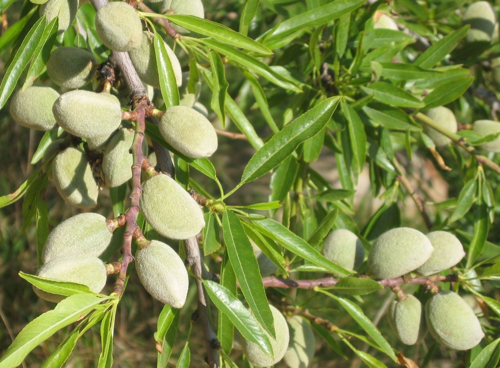 almendro